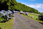 Azzorre, Isola Terceira - Salita alla Serra de Santa Barbara con le strade contornate dalle ortensie dalle fioriture azzurre.